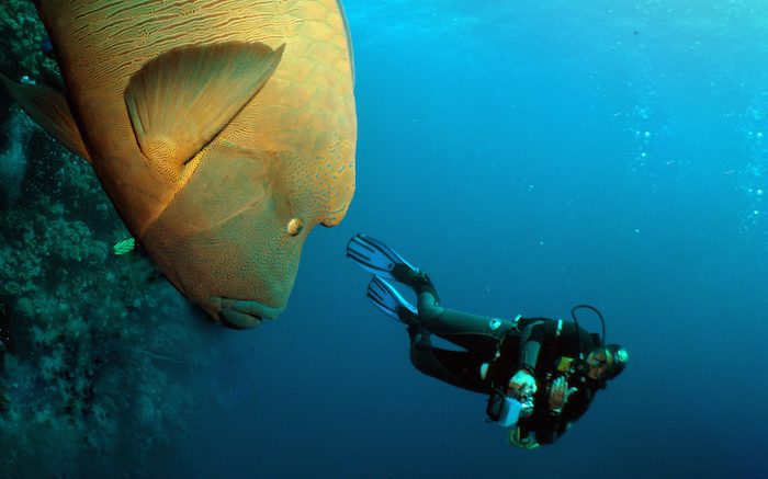 Diving the Red Sea: Drifting with the currents of the Brothers Islands