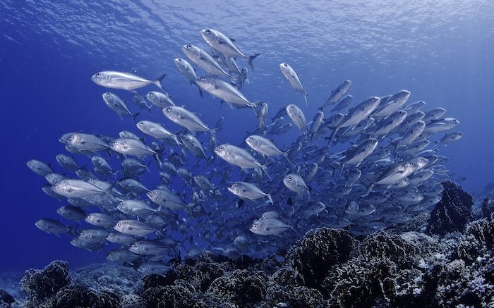 Diving Tubbataha Reef: Exploring the UNESCO World Heritage Site