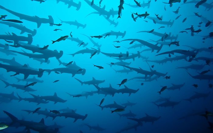 The world's best places for shark diving
