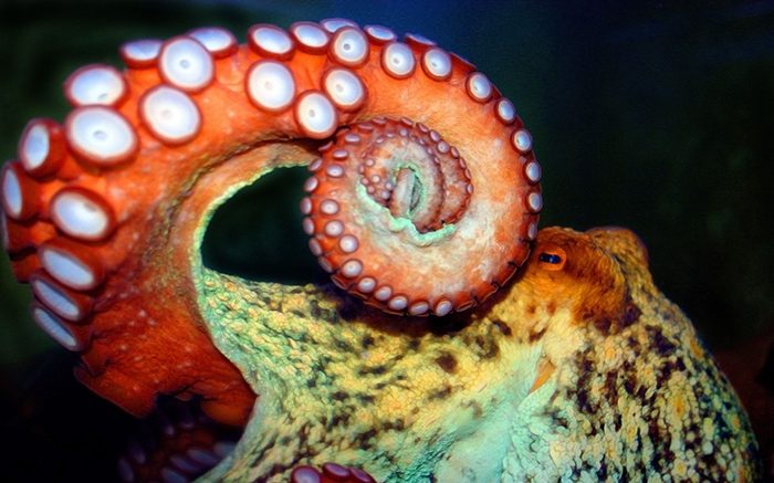 The octopus: 11 freaky facts