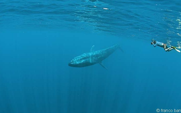 Wildlife of the week: Blue whale