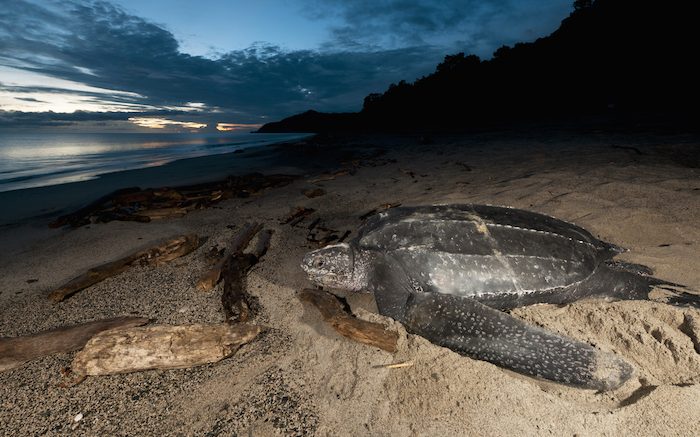 Saving leatherback turtles from extinction
