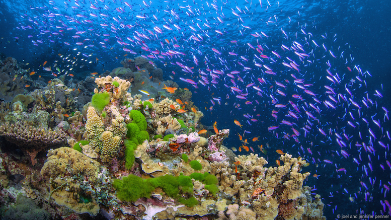 07 Newmediasoup-Jennifer-Penner-Papua-New-Guinea-Purple-Anthias-1