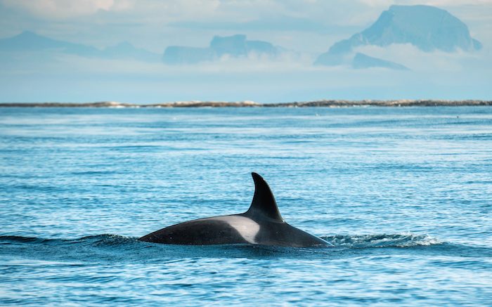 Wildlife of the Week: Orca