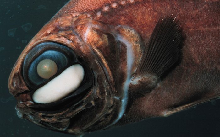 Wildlife of the Week: Flashlight Fish