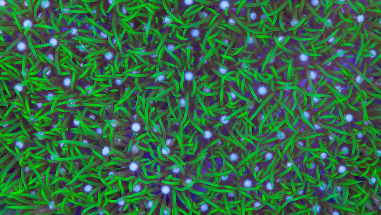 This is a mat of green star polyps encrusting a rock