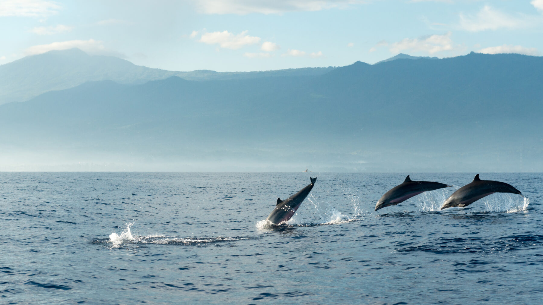 Dolphins in Pacific Ocean