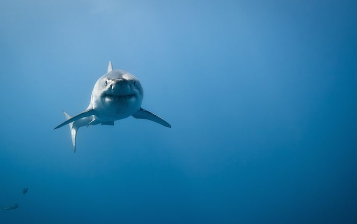 16 Record Breaking Marine Animals