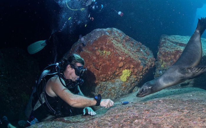 8 Top Places to Dive with Seals and Sea Lions