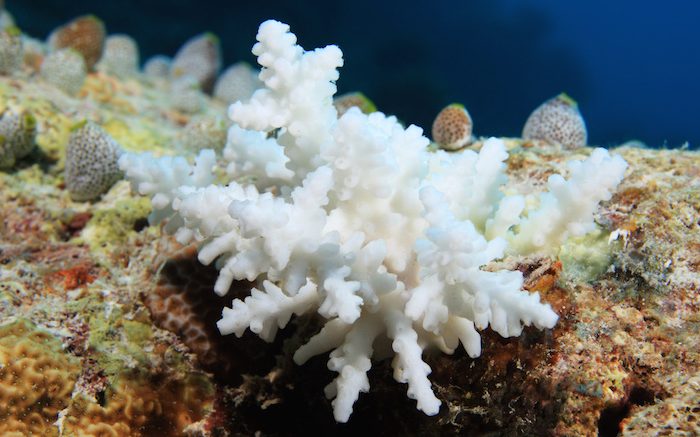 The Longest Global Coral Bleaching Event in History Isn’t Over Yet