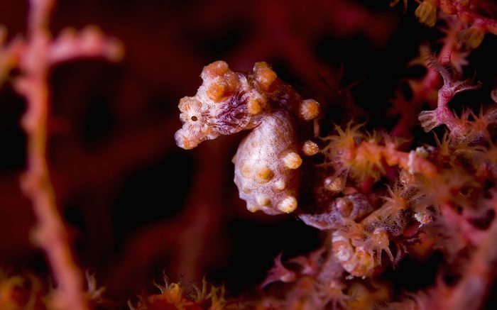 ADEX 2016: 4 Things You Need To Know About Seahorses