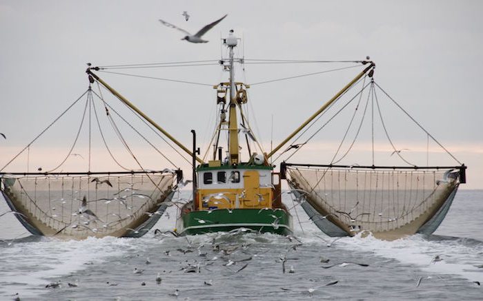32 Million Metric Tons of Global Fish Catch Goes Unreported Every Year, Study Finds