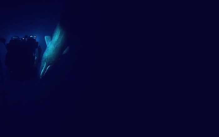 Top 5 Underwater Videos: Incredible Animal Encounters