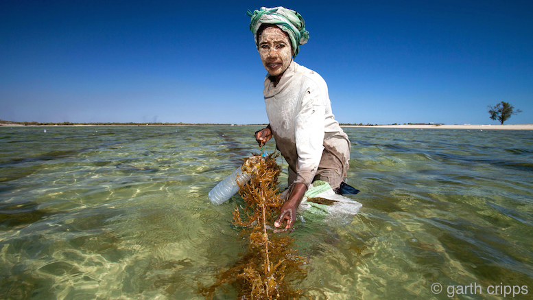 Seaweed farming © Garth Cripps