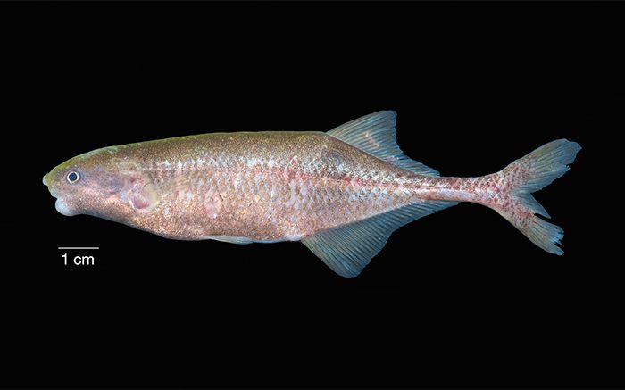 Shocking Discovery in Gabon: New Electric Fish