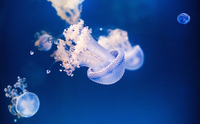 Jellyfish Facts: 12 Things You Never Knew