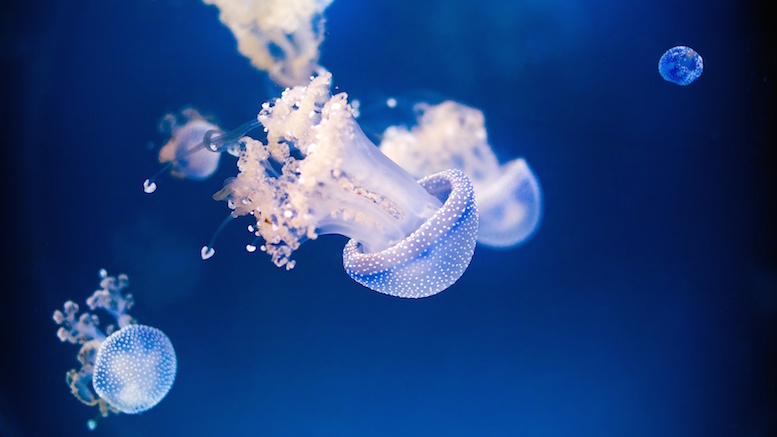Jellyfish Facts: 12 Things You Never Knew - Underwater360