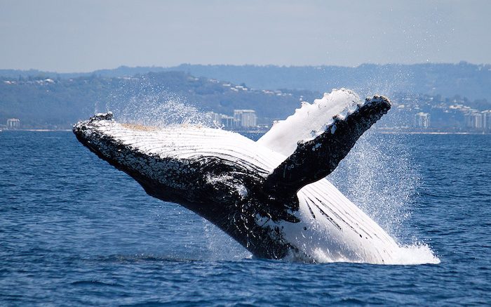 6 of the Best Places to See Humpback Whales