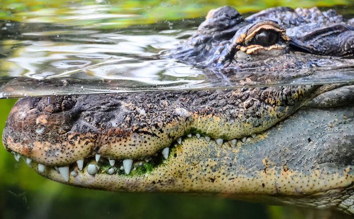 4 of the Best Places to Dive with Crocodiles