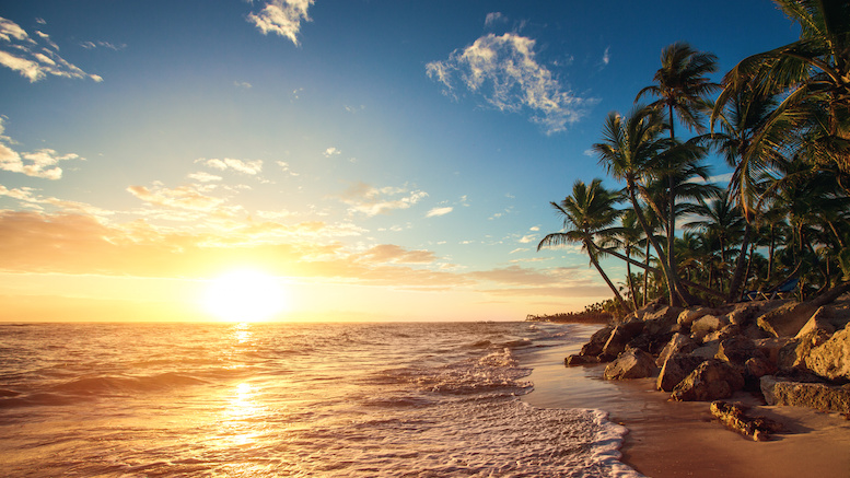 Palm trees on the tropical beach