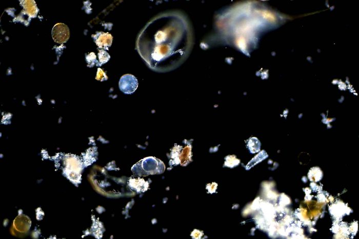 Plankton Carries Carbon to Safe Resting Spot, Ocean Study Reveals