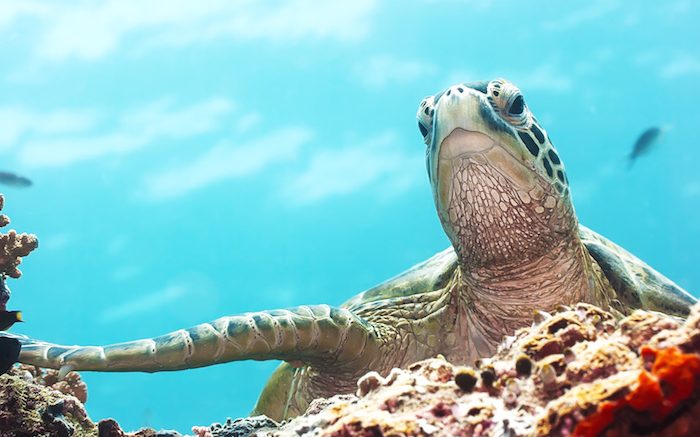 6 Top Places to Dive with Sea Turtles