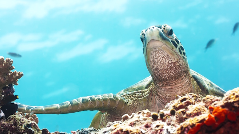 6 Top Places to Dive with Sea Turtles - Underwater360