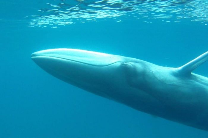 Mystery Whale Known Only from Specimens Found Living in The Wild