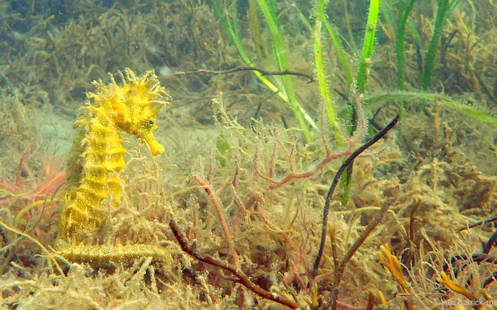The Dos and Don'ts of Diving with Seahorses