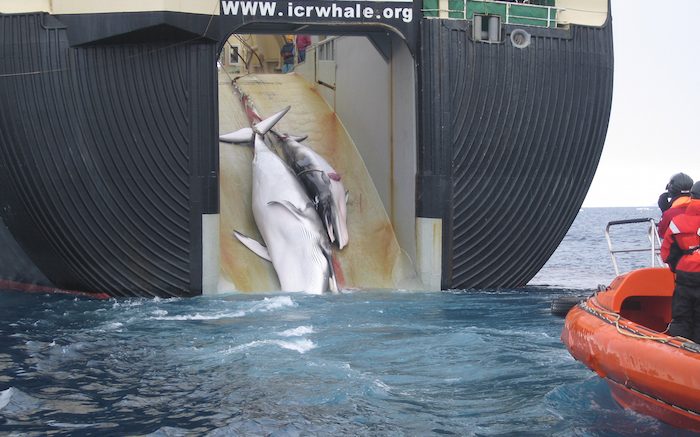 Japan Whaling: 333 Whales Killed, Including 200 Pregnant Females