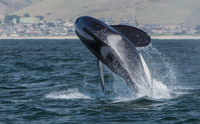 Study Identifies Acoustic Sanctuaries For Marine Mammals