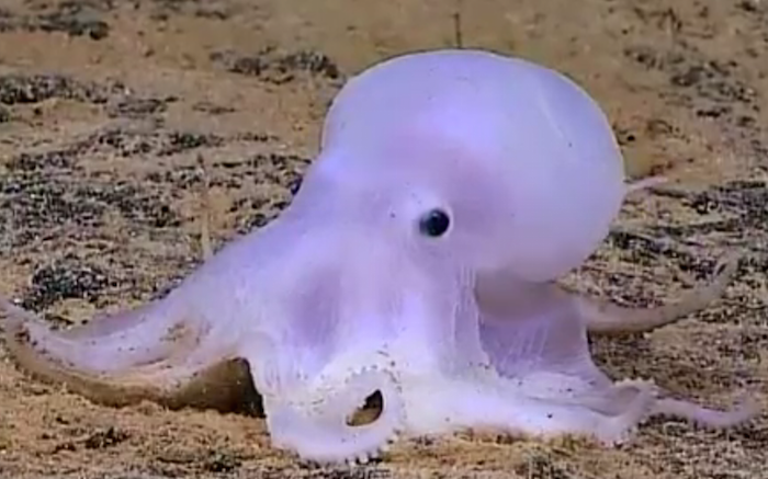 Scientists Discover ‘Friendly Cartoon Ghost’ Octopod in Deep Ocean Off Hawaii
