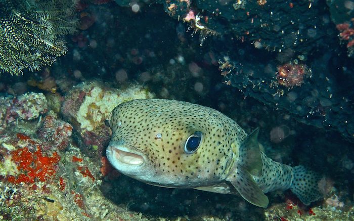 Wildlife of the Week: Spot-fin Porcupinefish