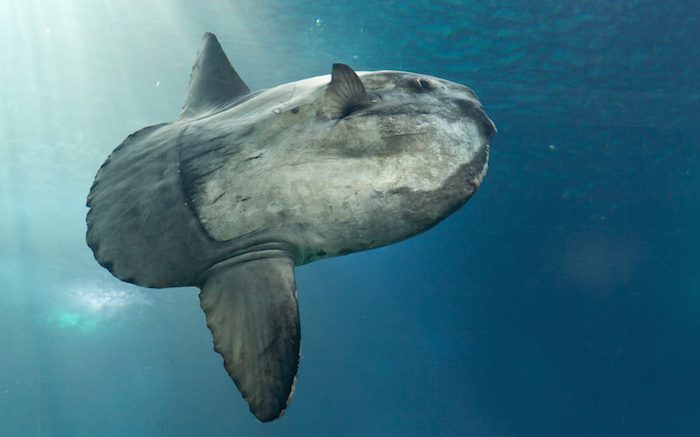 5 of the Best Places to Dive With Mola Mola