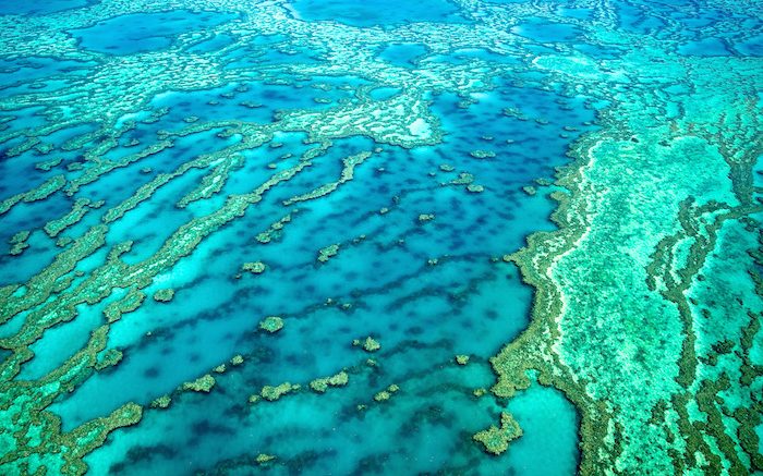 The Great Barrier Reef Coral Bleaching Explained