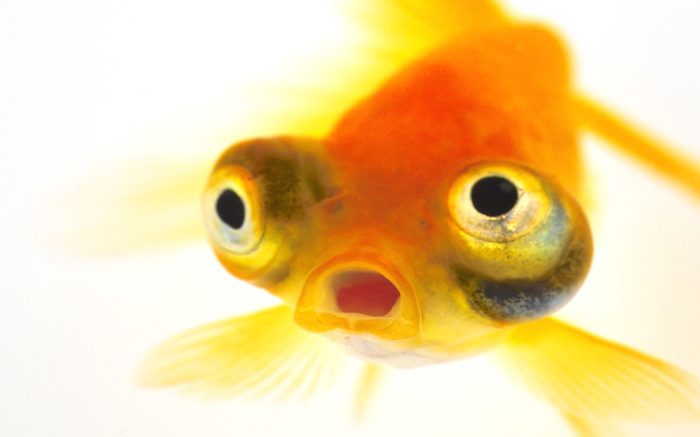 Wildlife of the Week: Goldfish