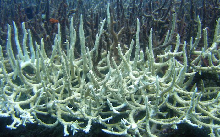 Global Coral Bleaching Event Hits Australia’s Great Barrier Reef Hard