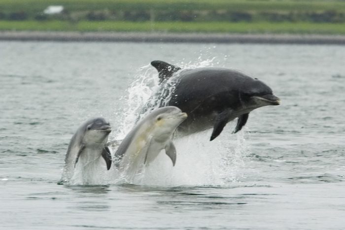 Hundreds of Baby Dolphin Deaths Linked to BP Oil Spill