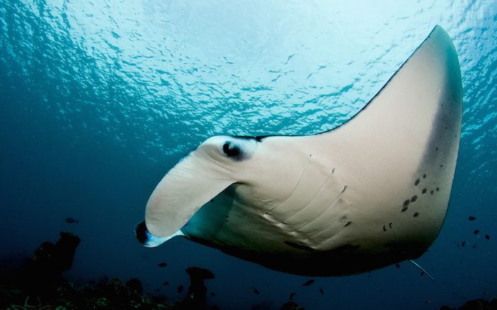 Ever-Evolving Giants: Unravelling the History of Manta Rays