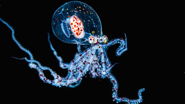 Pelagic octopus (1 of 1)