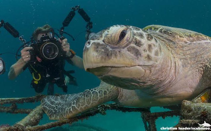 Becoming an Underwater Presenter: How Scubazoo Is Making Conservation Cool