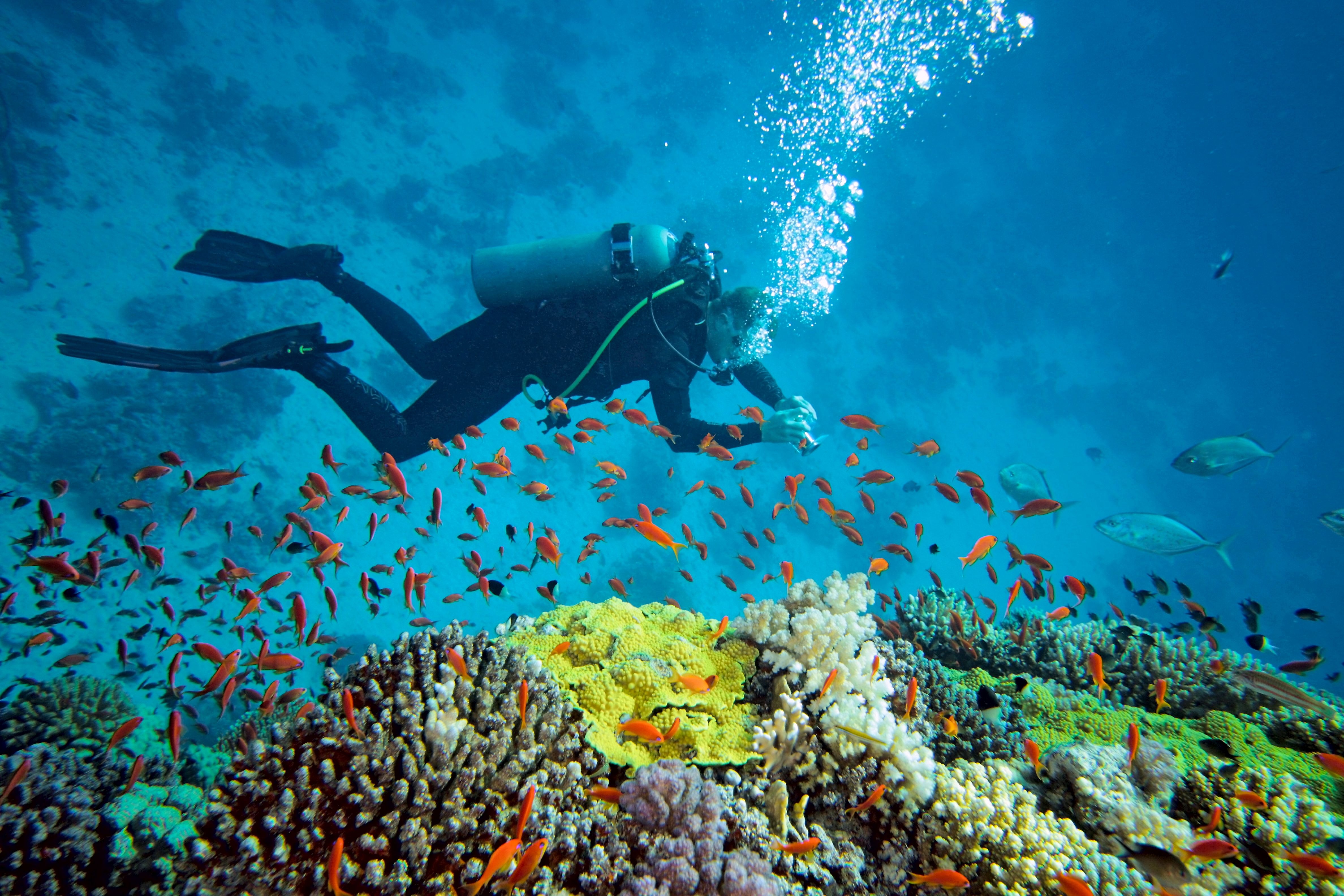 Жизнь в океане сконцентрирована на мелководье. Морской парк Кайо-Пьедрас. Красное море снорклинг. Скуба дайвинг. Египет снорклинг красное море.