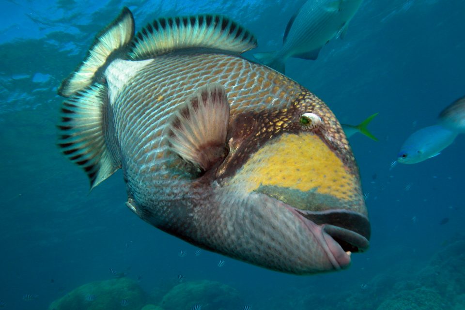 Wildlife of the Week: Titan Triggerfish - Underwater360