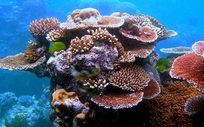 8 Top Dive Sites in Australia