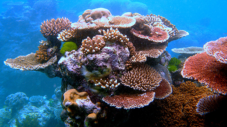 Coral_Outcrop_Flynn_Reef