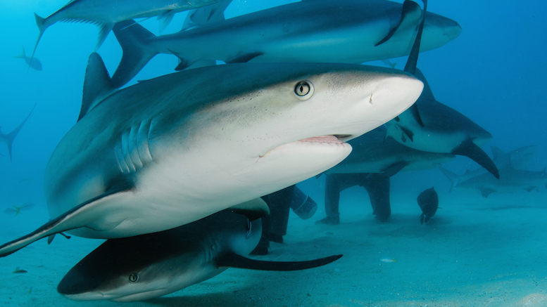 DNorwood-04-01-2015-5639 (1)