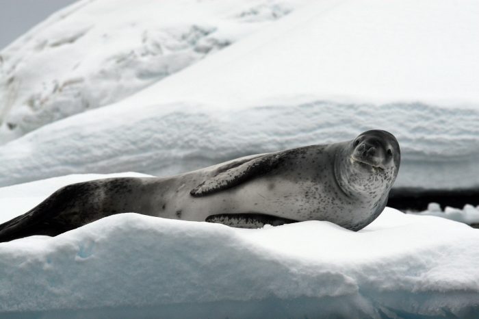Wildlife of the Week: 5 Things You Never Knew About Leopard Seals