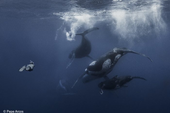 Pepe Arcos: Becoming a Freediver and Freediving Filmmaker