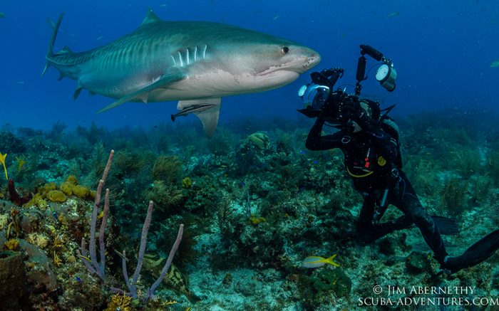 Underwater Photographer of the Month: Jason Isley
