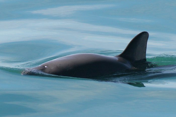 Vaquita Porpoises May Go Extinct in 2022
